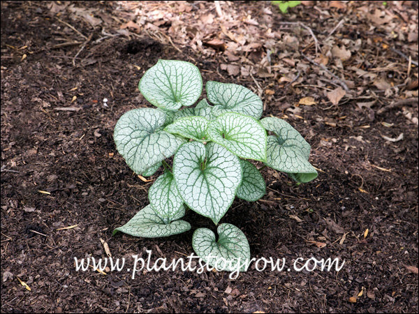 A small young plant in the spring.
